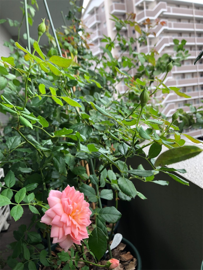 f:id:tef_rose:20190826180342j:image