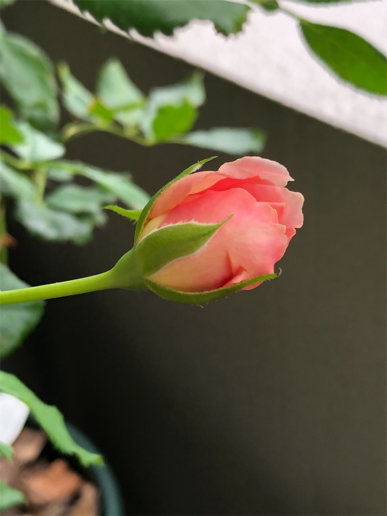 f:id:tef_rose:20190826180347j:image