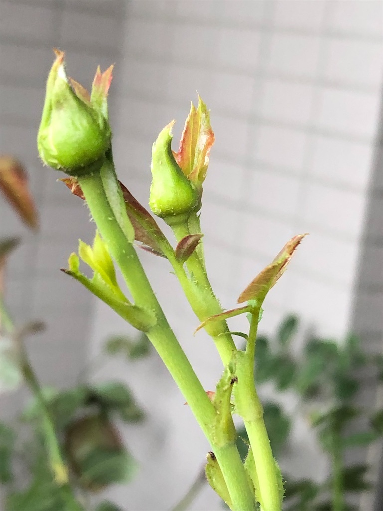 f:id:tef_rose:20190826193301j:image