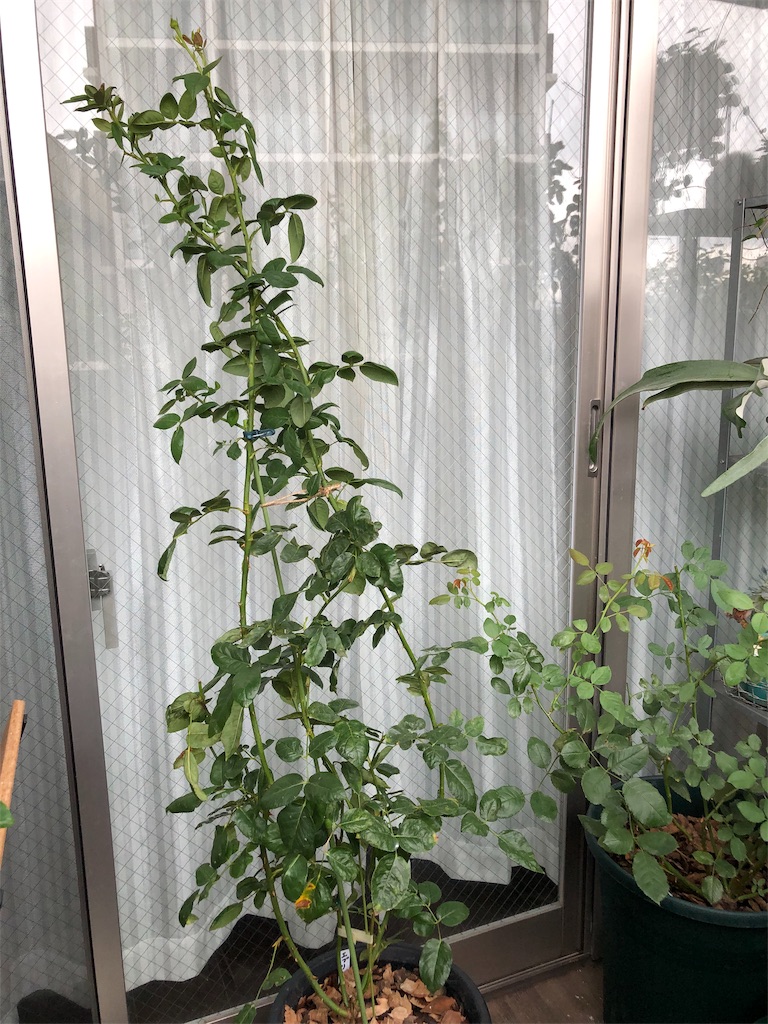 f:id:tef_rose:20190826193308j:image