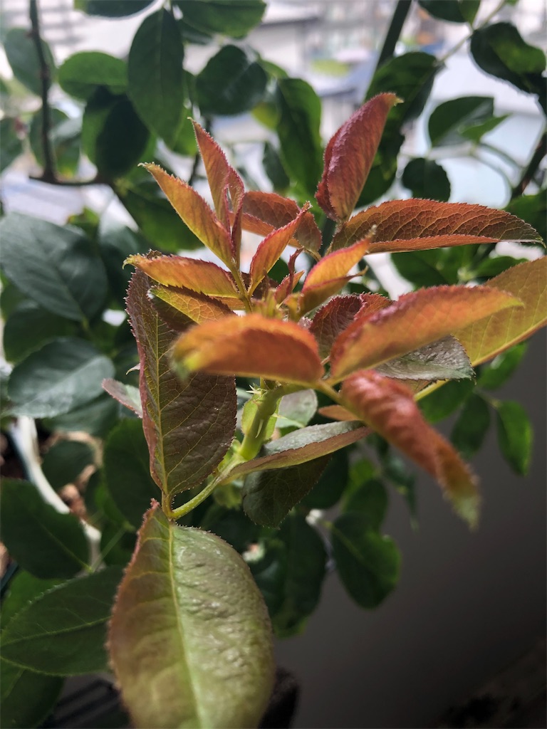 f:id:tef_rose:20190827214716j:image