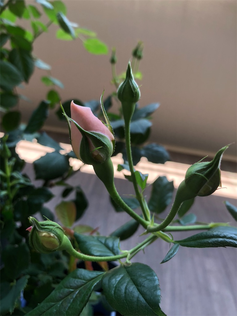 f:id:tef_rose:20190828022004j:image