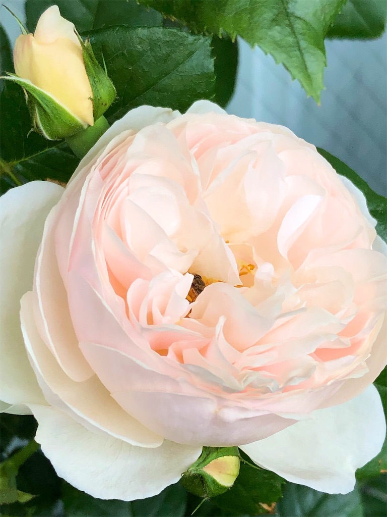 f:id:tef_rose:20190828022030j:image