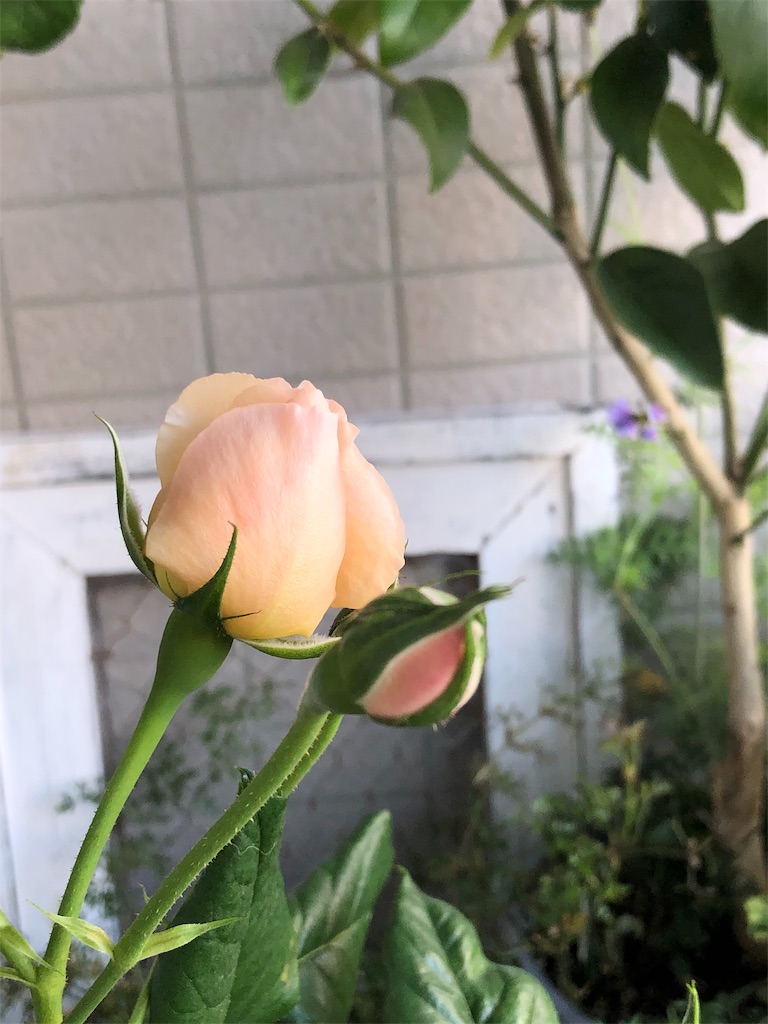 f:id:tef_rose:20190828022045j:image