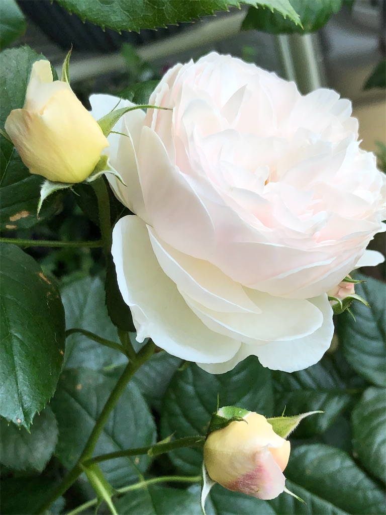 f:id:tef_rose:20190828022049j:image