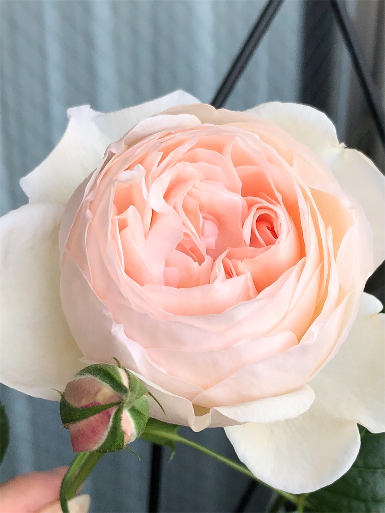 f:id:tef_rose:20190828022104j:image