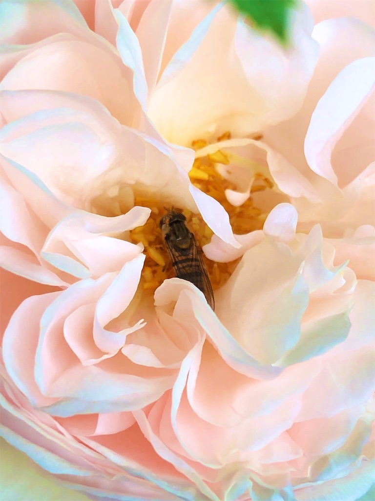 f:id:tef_rose:20190828022108j:image