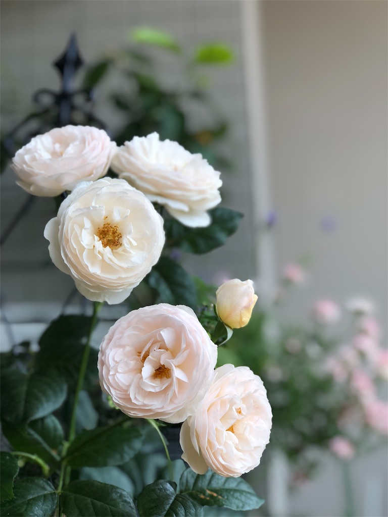 f:id:tef_rose:20190828022116j:image