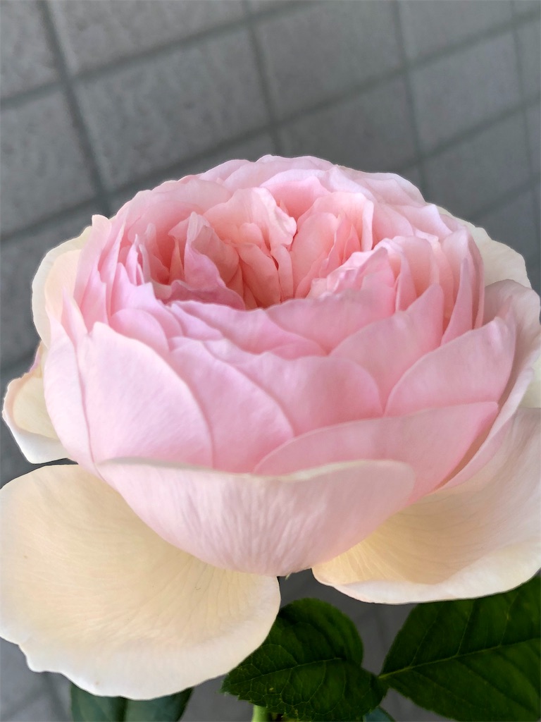 f:id:tef_rose:20190828023807j:image