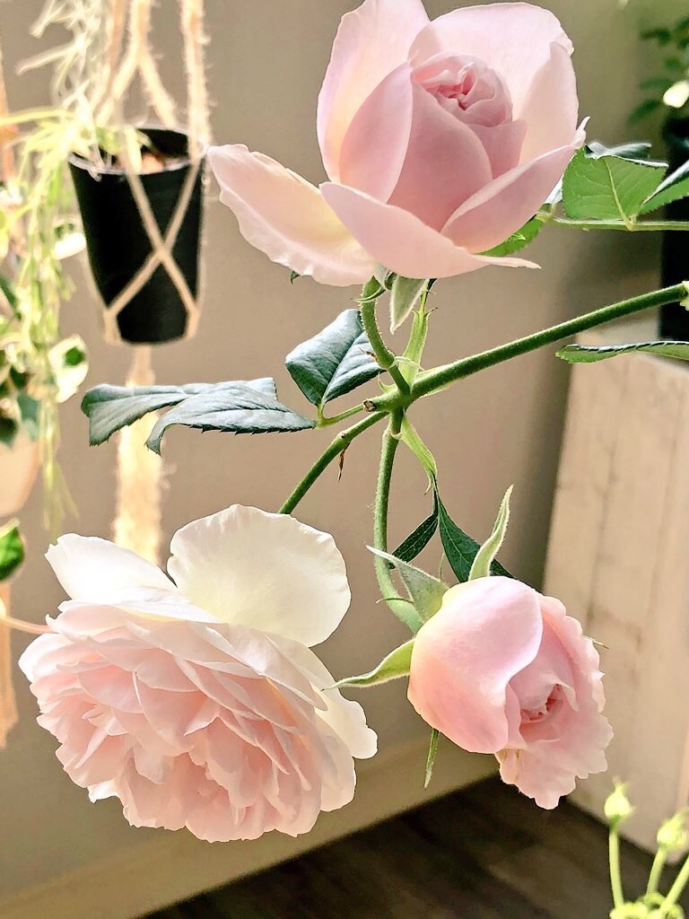f:id:tef_rose:20190828025327j:image