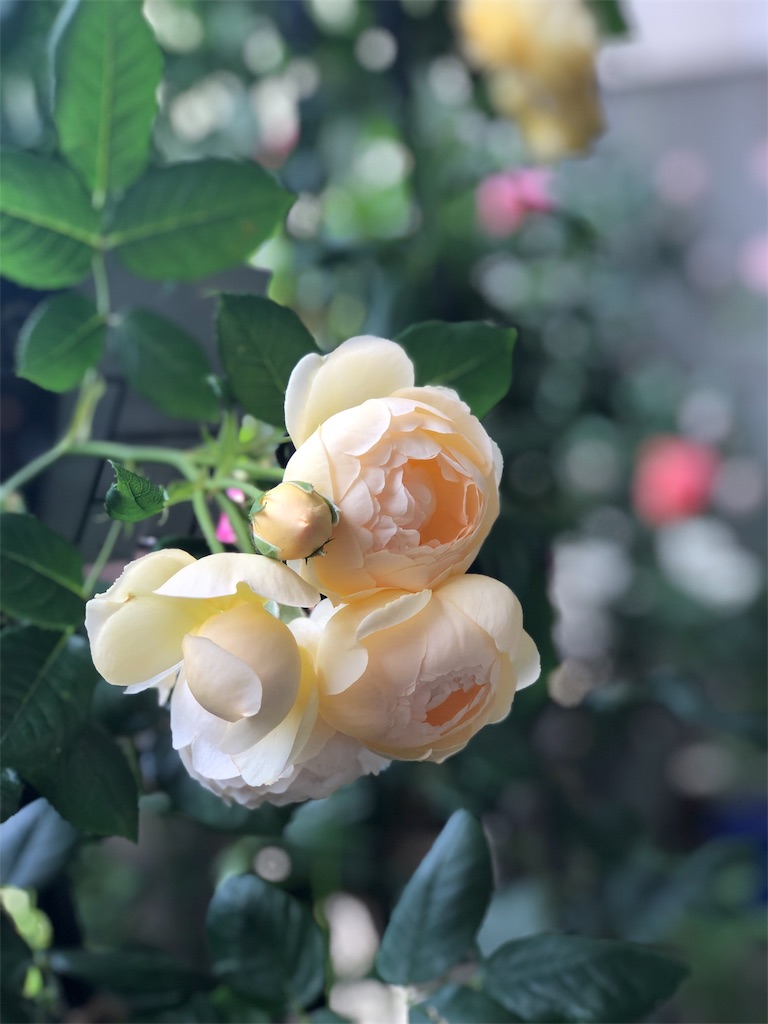 f:id:tef_rose:20190828033412j:image
