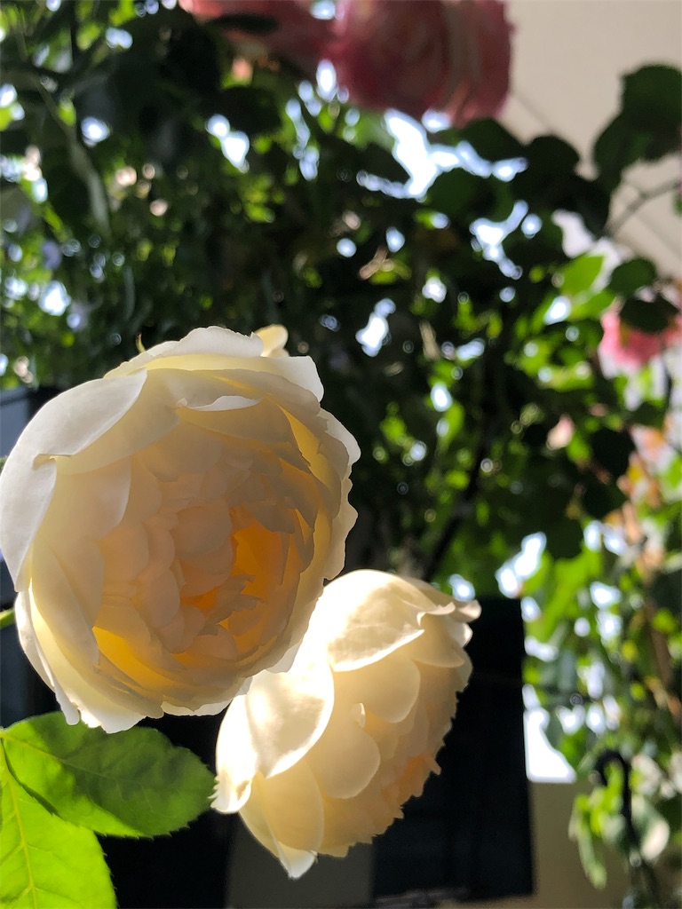 f:id:tef_rose:20190828033419j:image