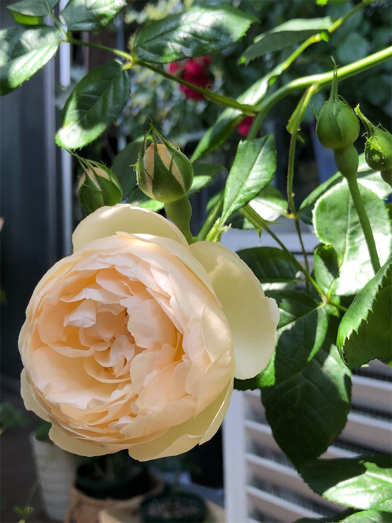 f:id:tef_rose:20190828033421j:image