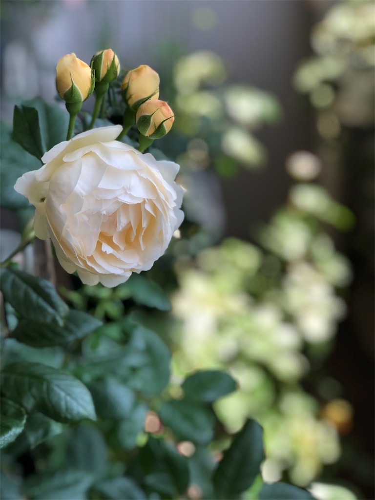 f:id:tef_rose:20190828033454j:image