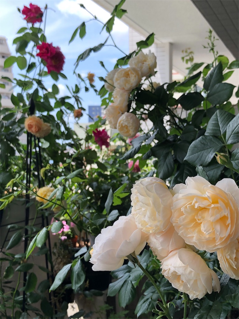 f:id:tef_rose:20190828033946j:image