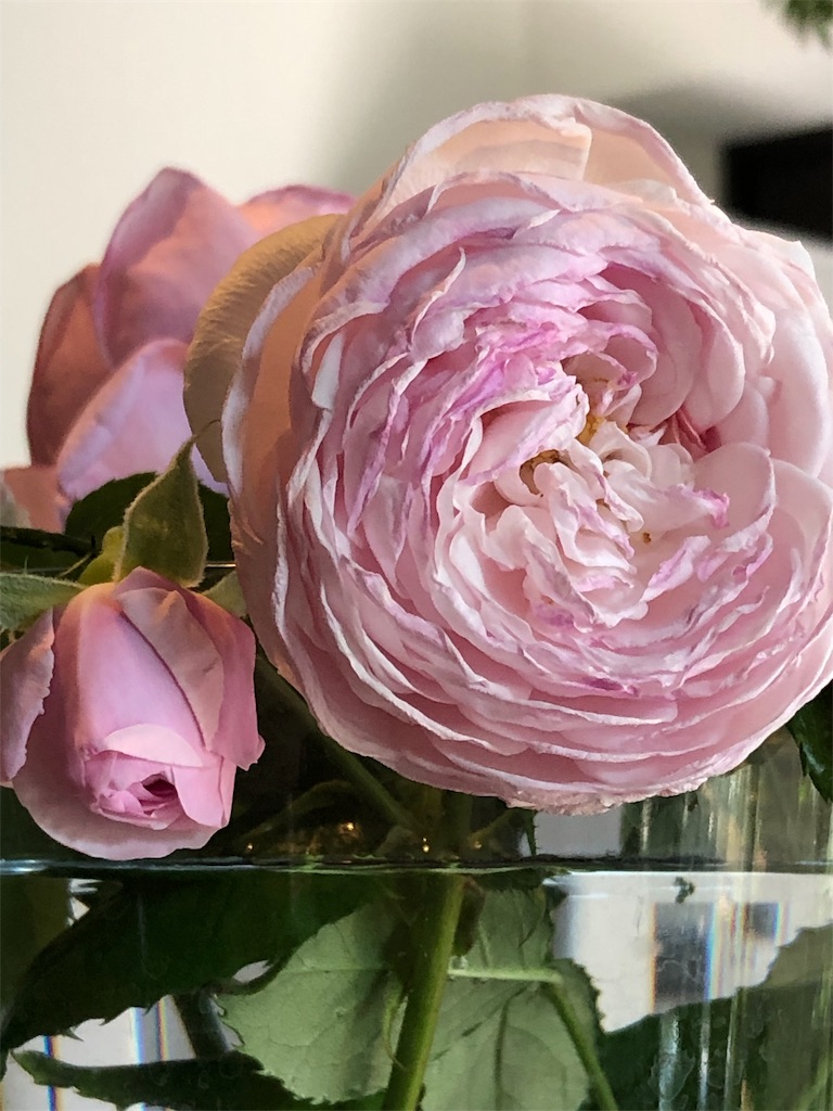 f:id:tef_rose:20190828034201j:image
