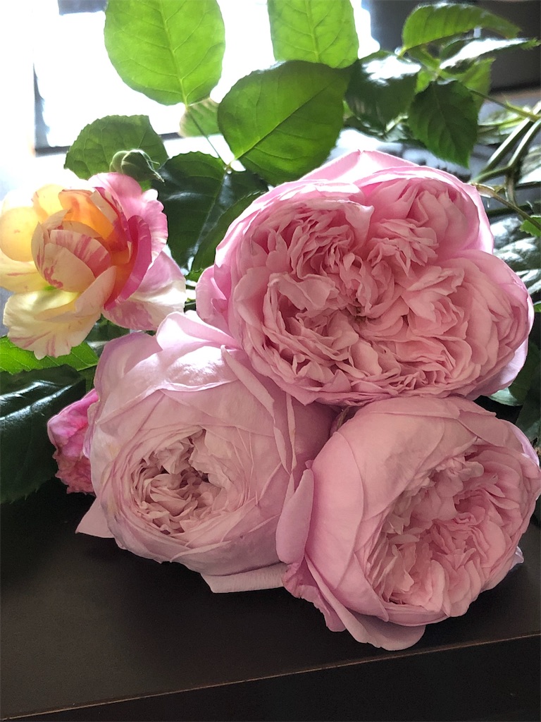 f:id:tef_rose:20190828034204j:image