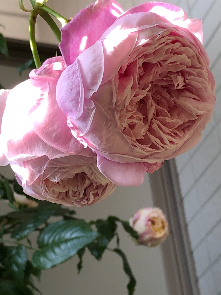 f:id:tef_rose:20190828034219j:image