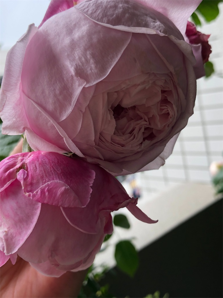 f:id:tef_rose:20190828034222j:image