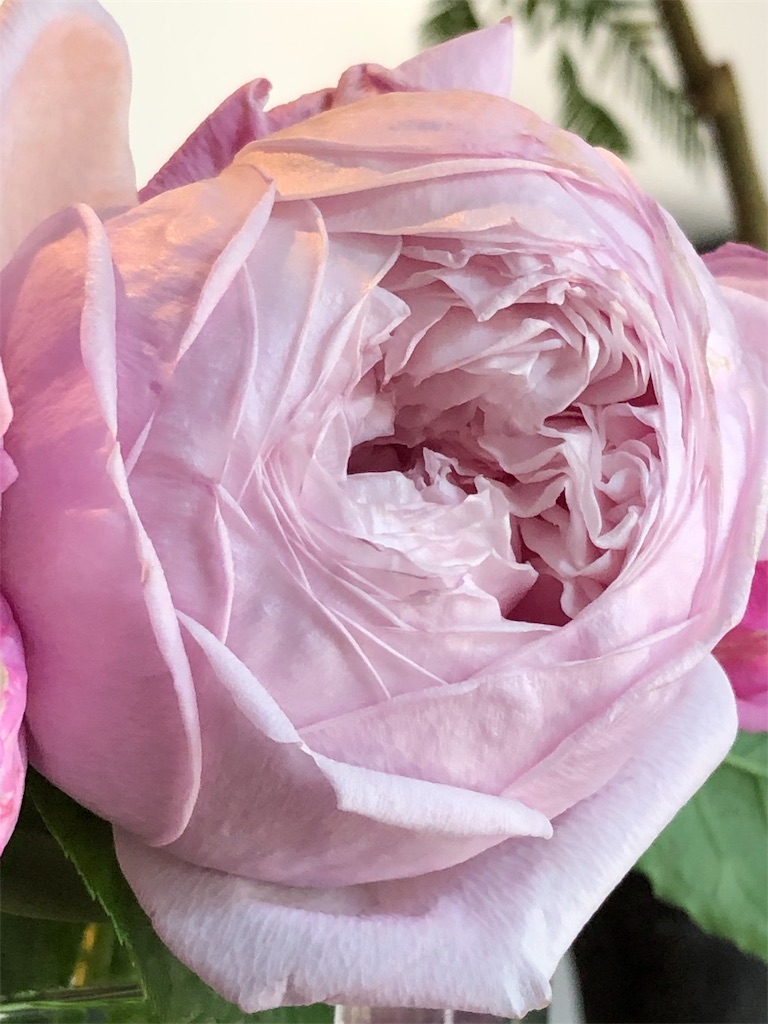 f:id:tef_rose:20190828034226j:image
