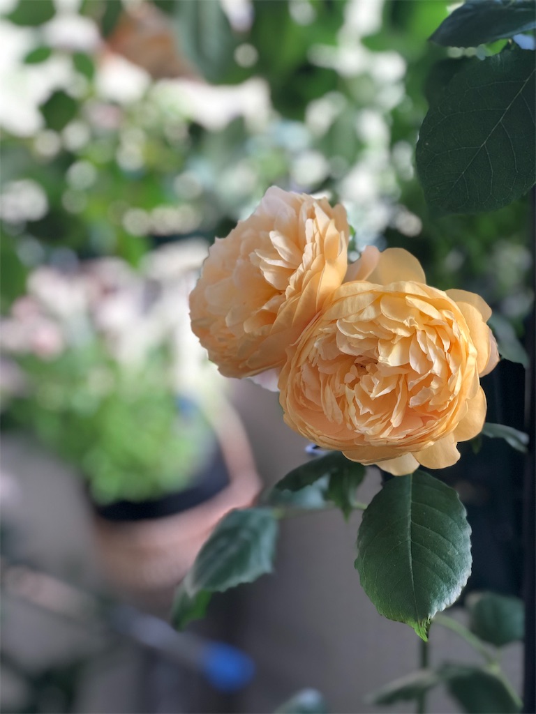 f:id:tef_rose:20190828034414j:image