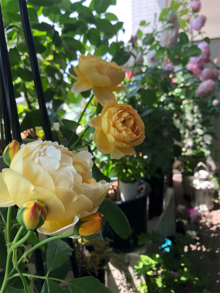 f:id:tef_rose:20190828034420j:image