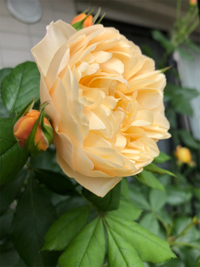 f:id:tef_rose:20190828034427j:image