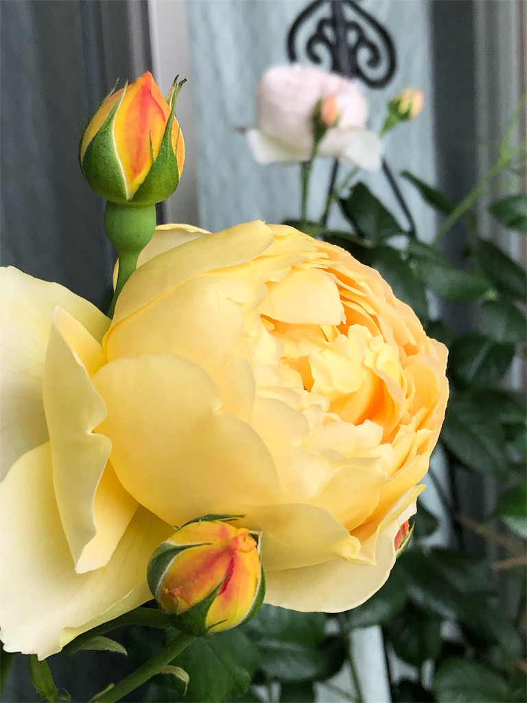 f:id:tef_rose:20190828034436j:image