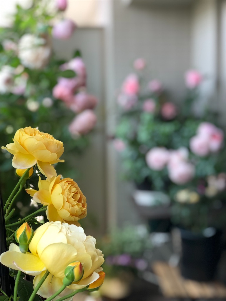 f:id:tef_rose:20190828034442j:image