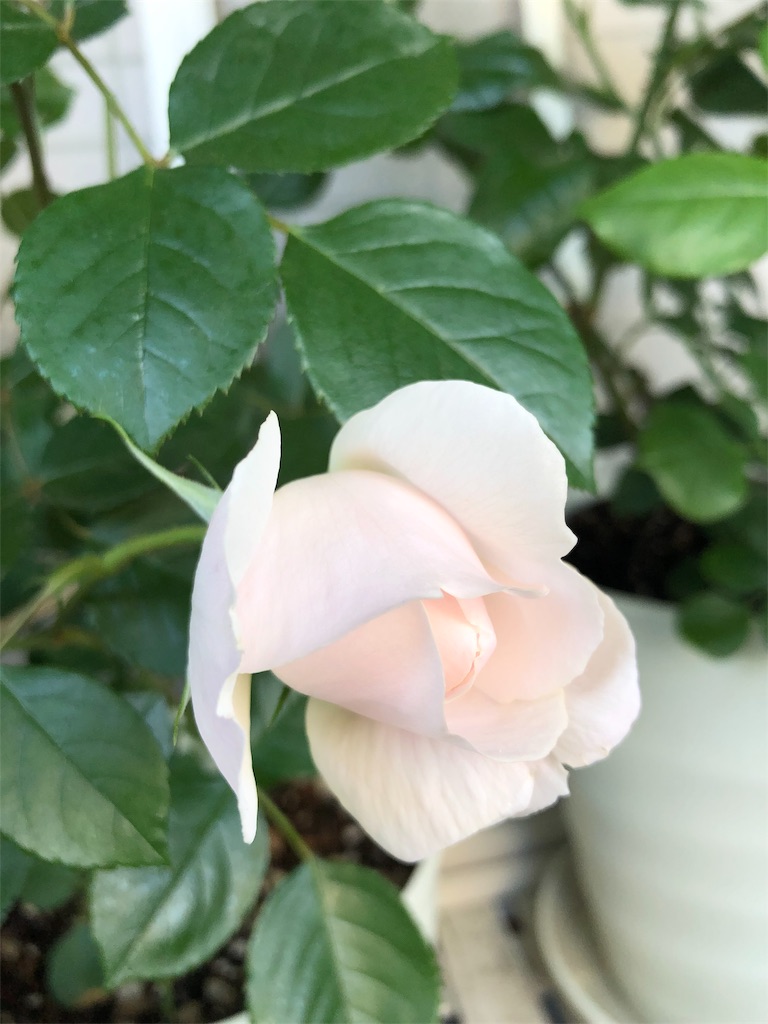 f:id:tef_rose:20190828034632j:image
