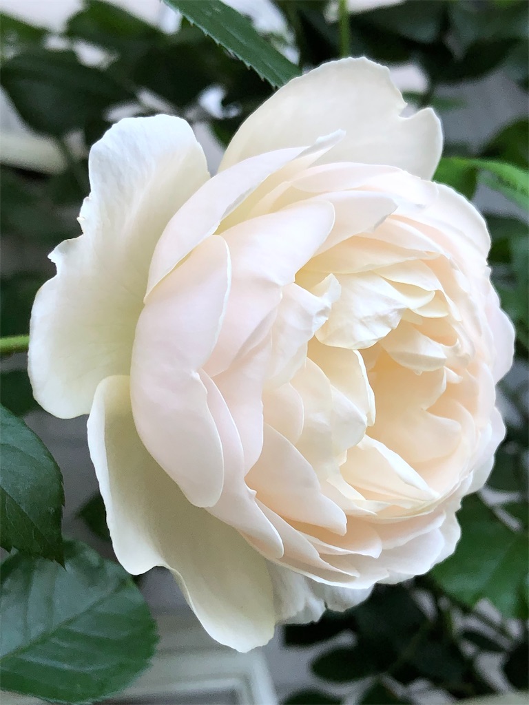 f:id:tef_rose:20190828034649j:image