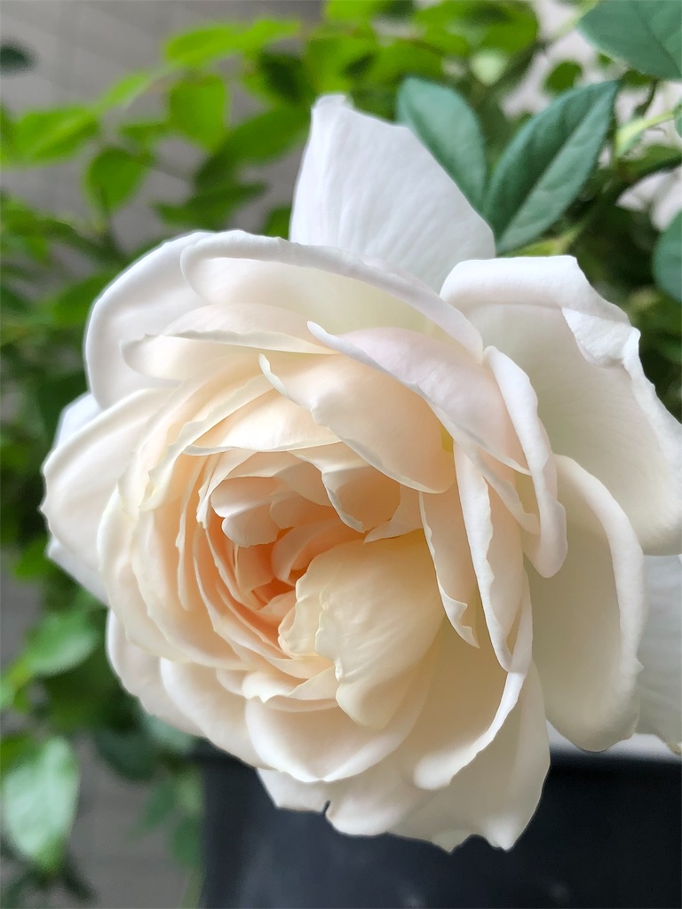f:id:tef_rose:20190828034655j:image