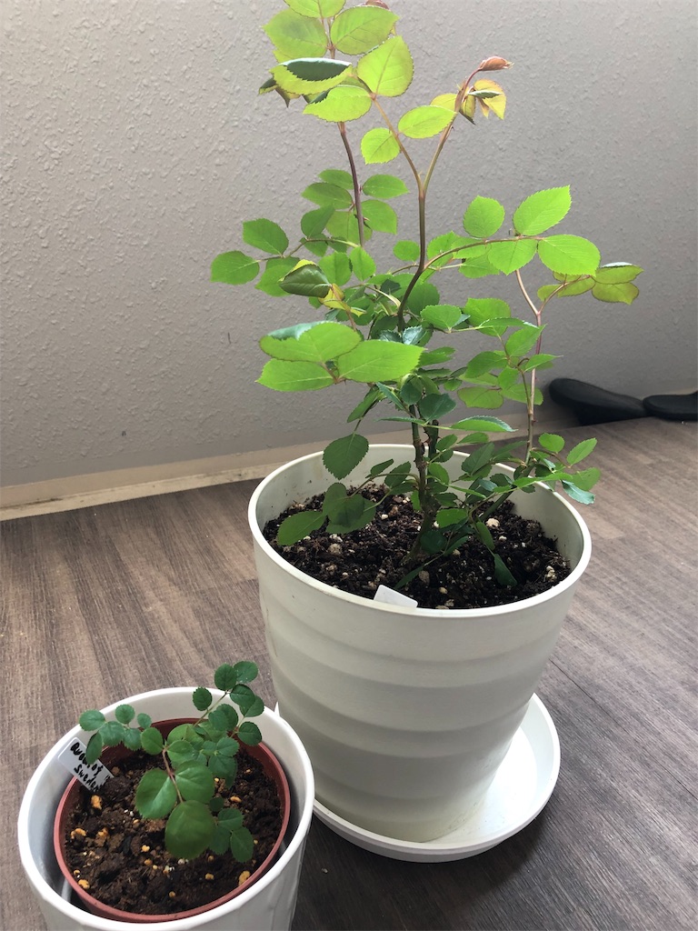 f:id:tef_rose:20190828034701j:image