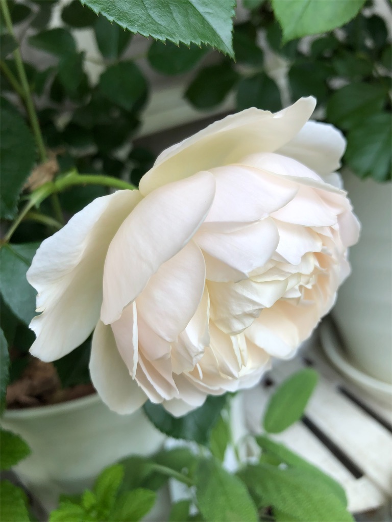 f:id:tef_rose:20190828034704j:image