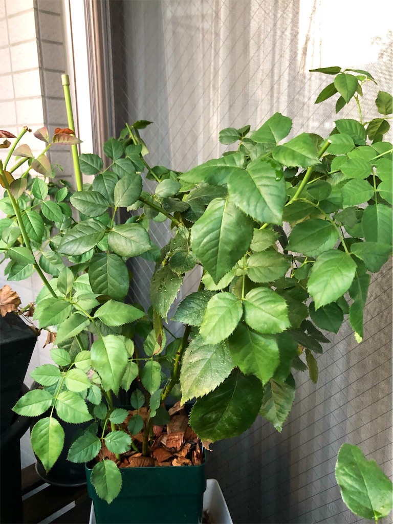 f:id:tef_rose:20190829020137j:image
