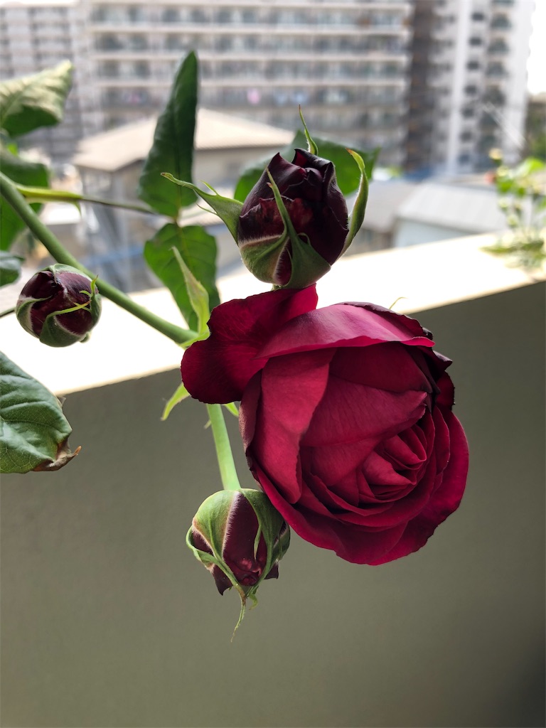 f:id:tef_rose:20190829020744j:image