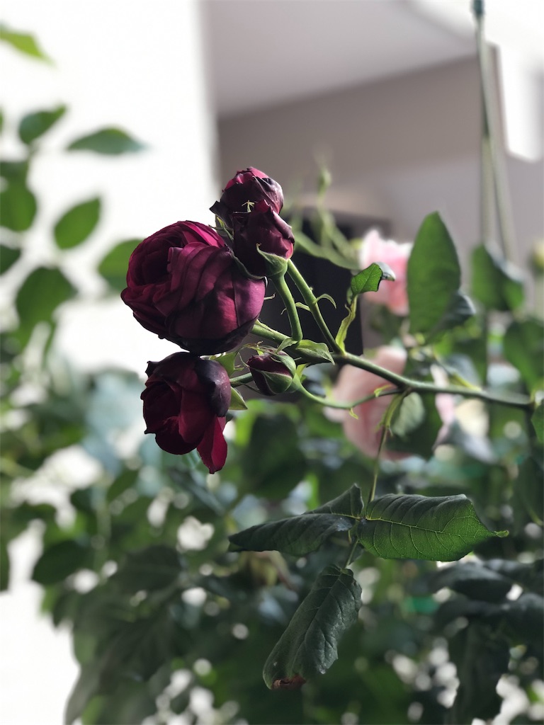 f:id:tef_rose:20190829020748j:image