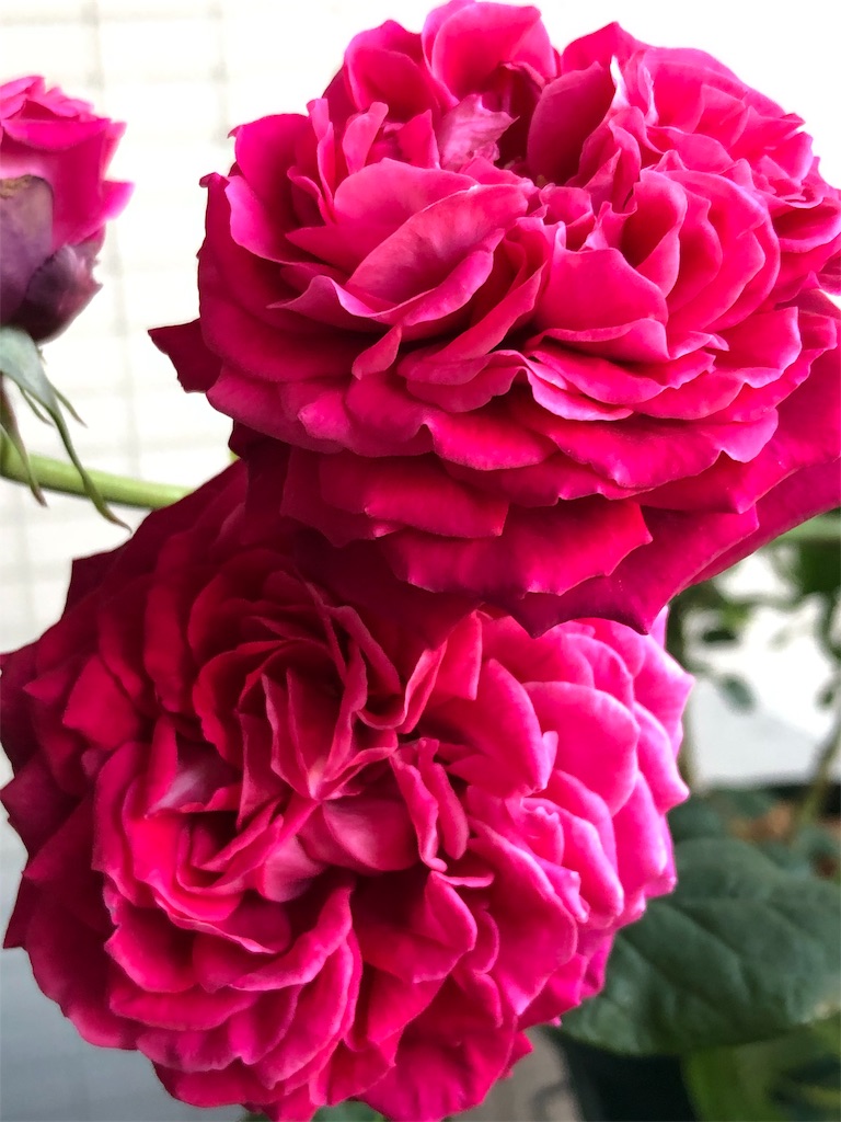 f:id:tef_rose:20190829020756j:image