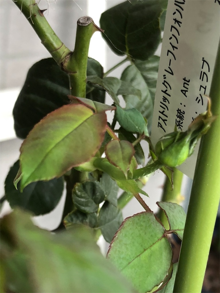f:id:tef_rose:20190829020804j:image