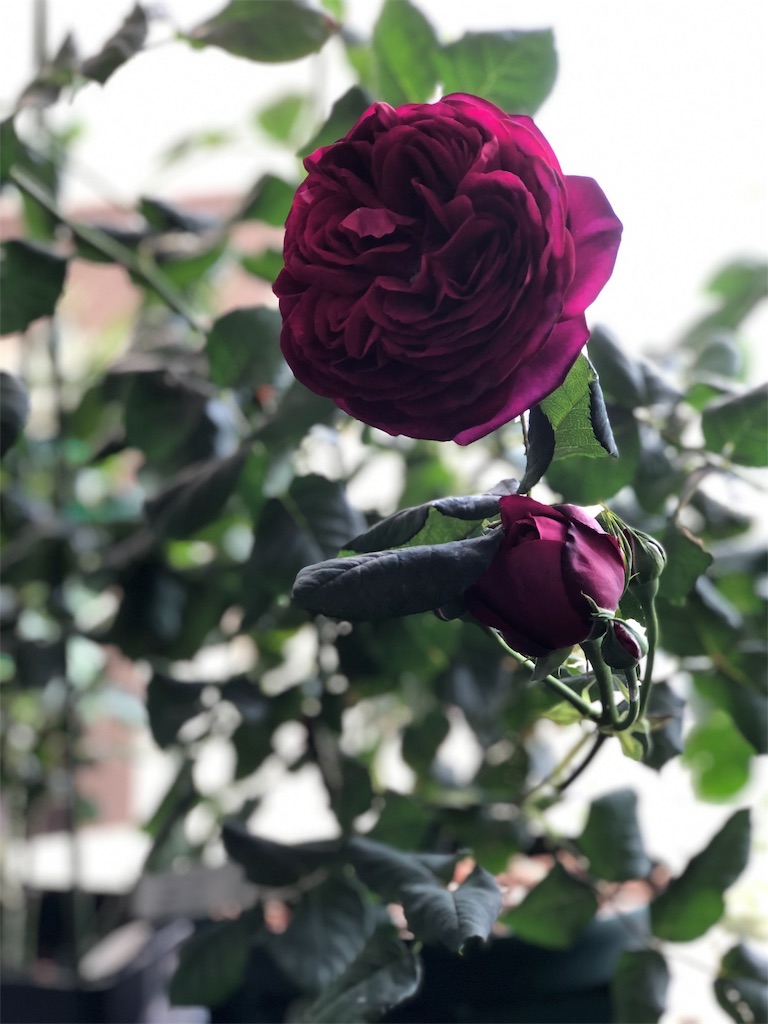 f:id:tef_rose:20190829020810j:image