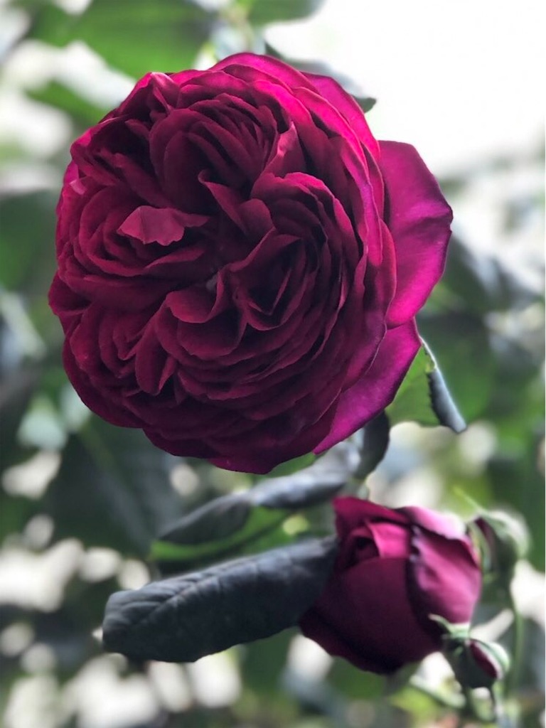 f:id:tef_rose:20190829020830j:image