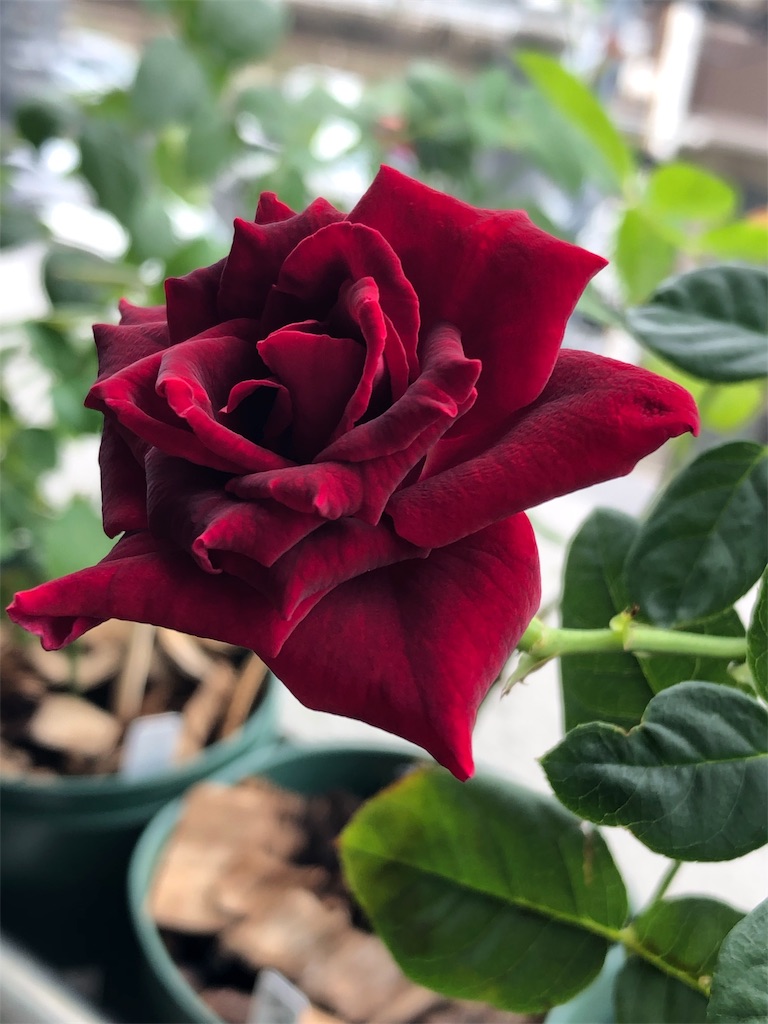 f:id:tef_rose:20190829022146j:image