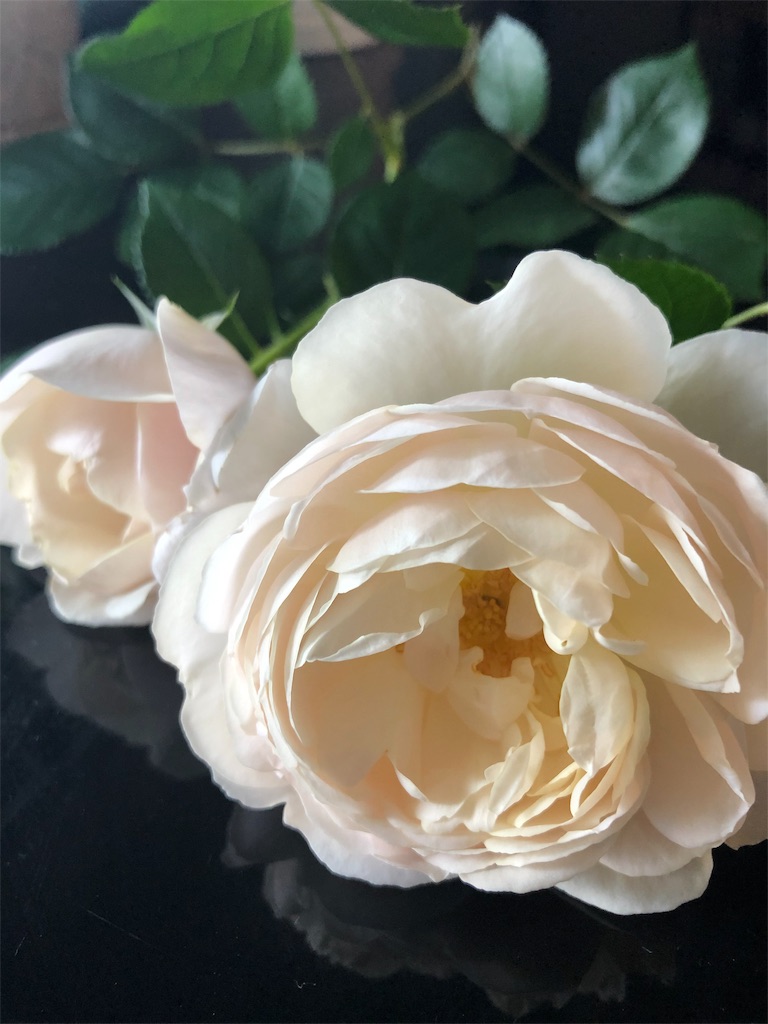 f:id:tef_rose:20190829044802j:image