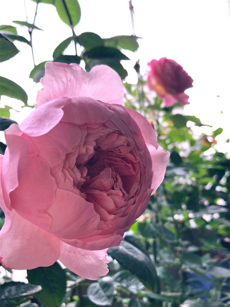 f:id:tef_rose:20190831005945j:image