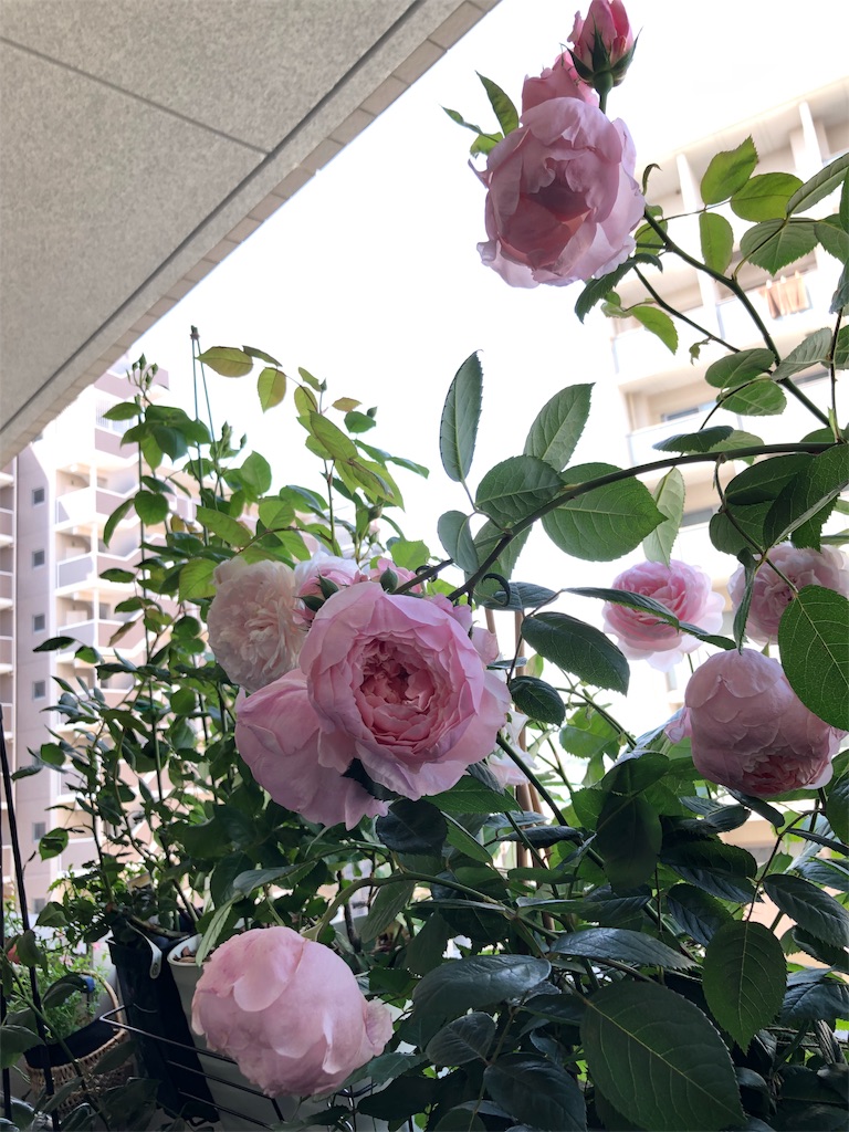 f:id:tef_rose:20190831005950j:image