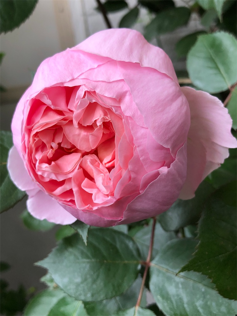f:id:tef_rose:20190831005955j:image