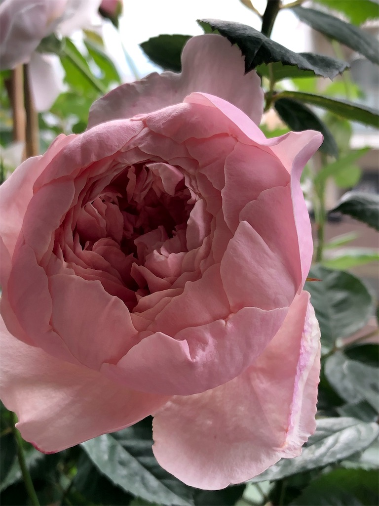 f:id:tef_rose:20190831010014j:image