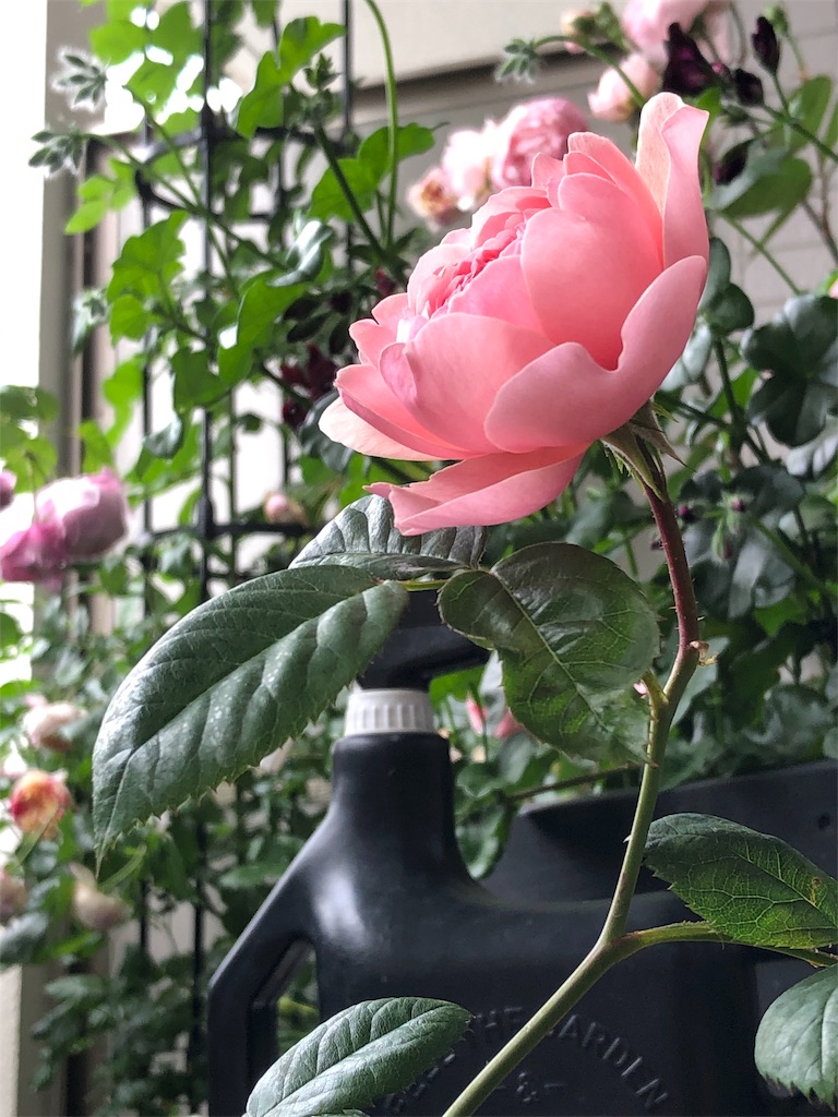 f:id:tef_rose:20190831010018j:image