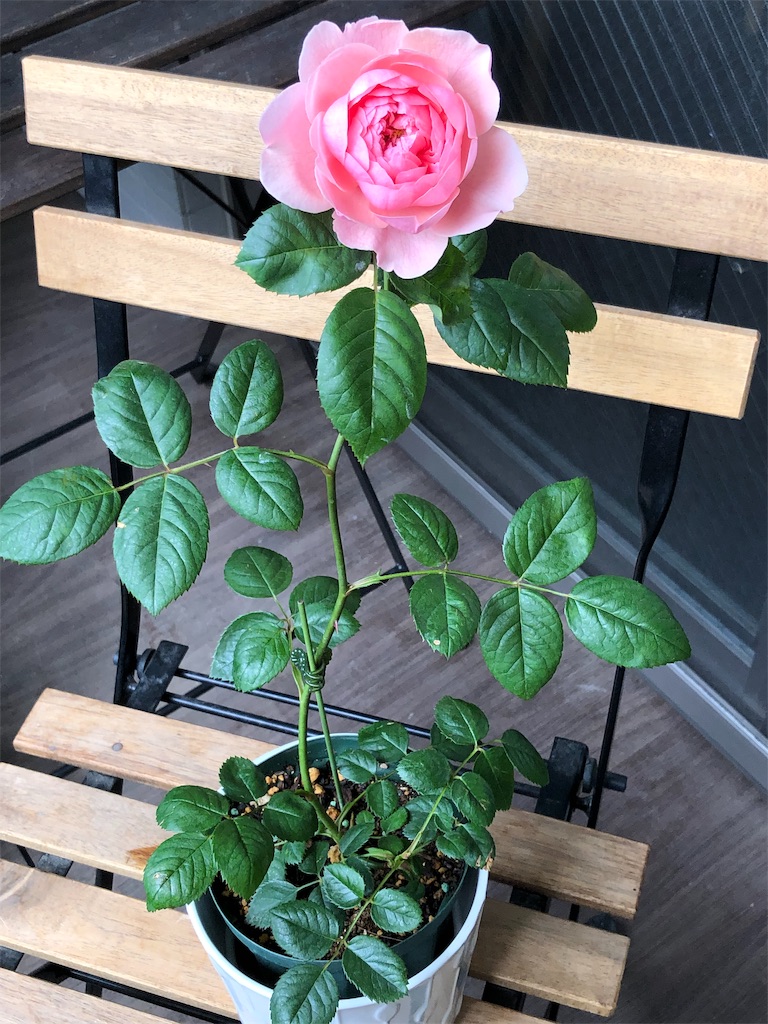 f:id:tef_rose:20190831010027j:image