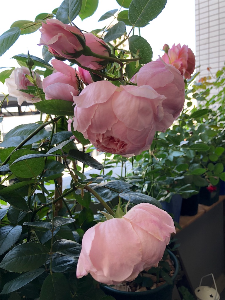 f:id:tef_rose:20190831010032j:image